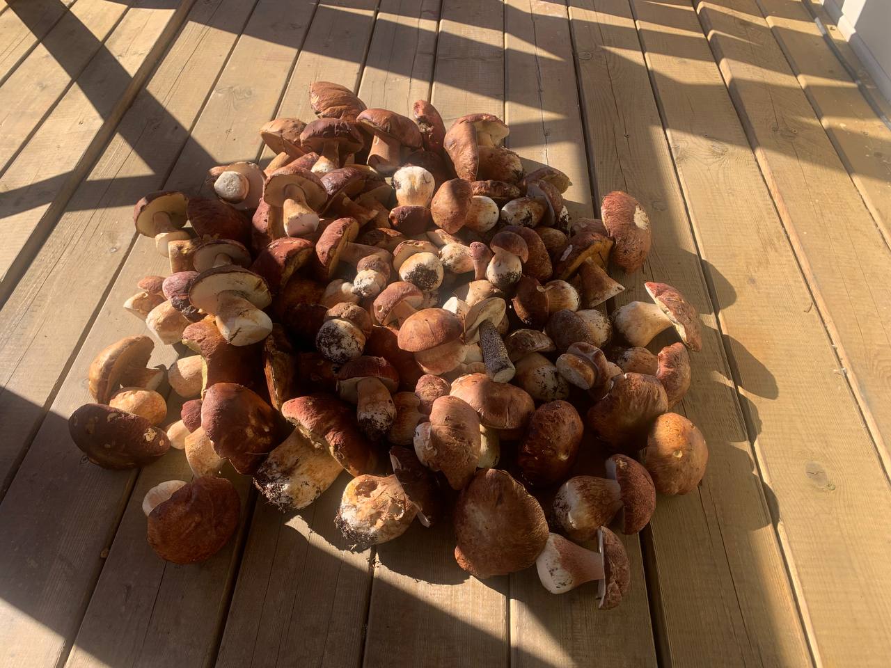 Варзуга урожай белых грибов