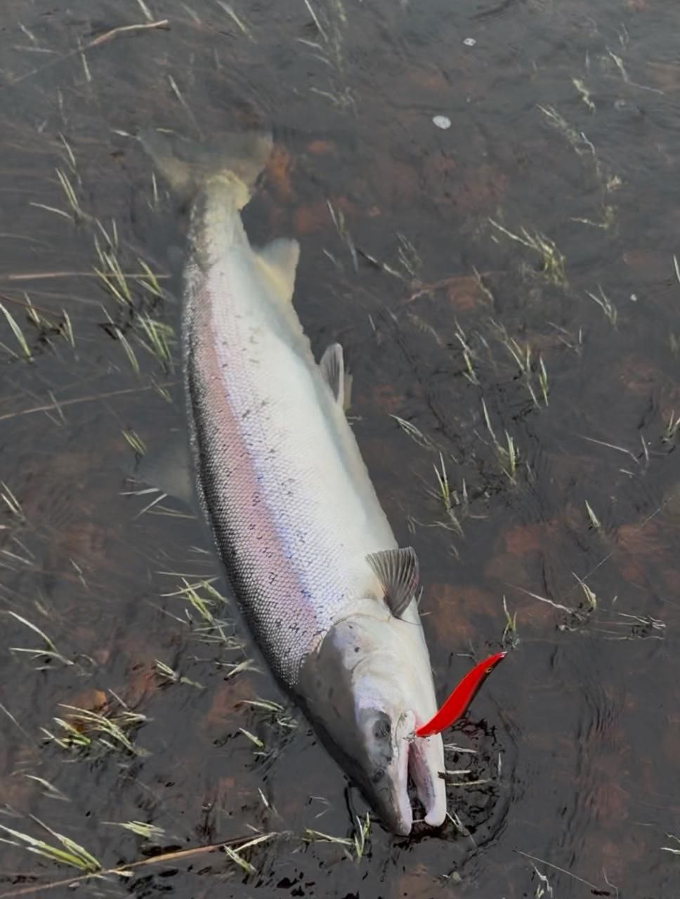 рыбалка на Варзуге